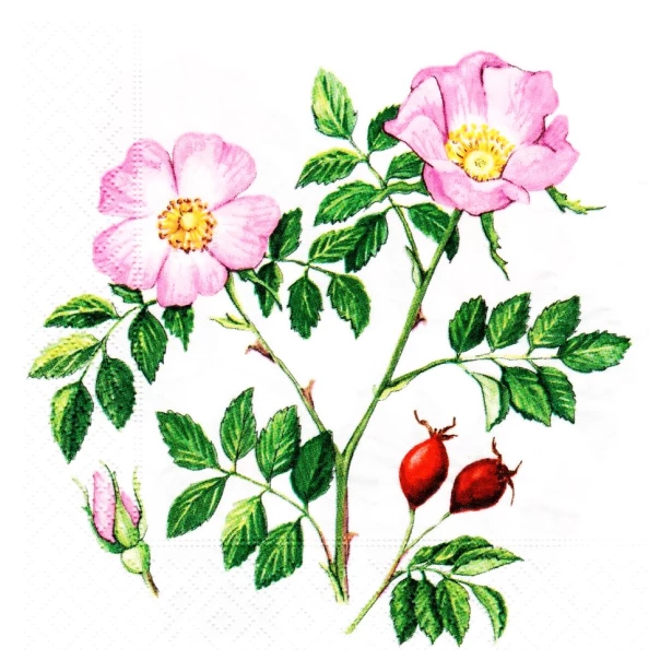 Serwetka - dzika róża