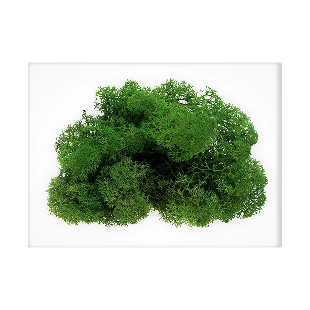 Mech Reniferowy - Intensywny zielony 25 gram