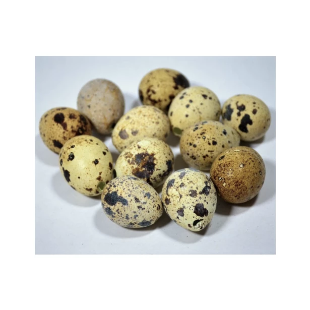 Wydmuszki przepiórcze około 3,6cm - 20 sztuk