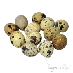 Wydmuszki przepiórcze około 3cm - 12 sztuk