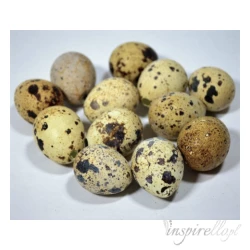 Wydmuszki przepiórcze około 3,6cm - 20 sztuk