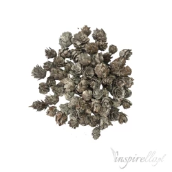 Malutkie szyszki naturalne bielone około 50-60 sztuk