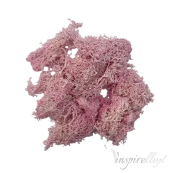 Mech Reniferowy glicerynowany Różowy - 30g